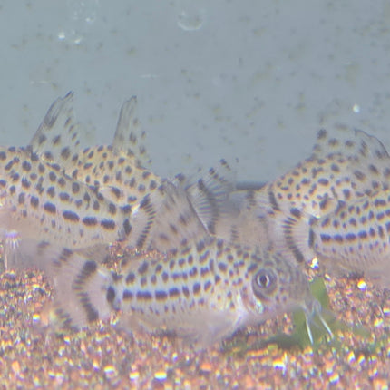 Corydoras knaacki 2cm