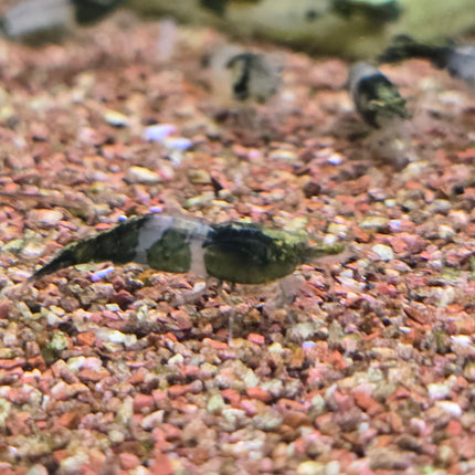 Green rili shrimp 1cm