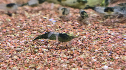 Green rili shrimp 1cm
