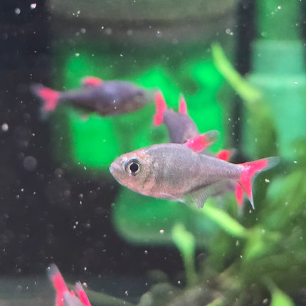 Eilyos tetra 2cm