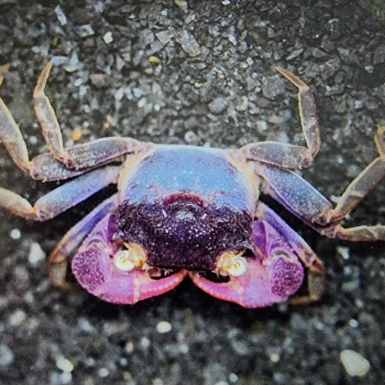 Violet vampire crab 2cm x 5pc
