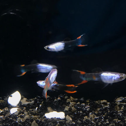 Metallic tuxedo endler guppy 1.5cm