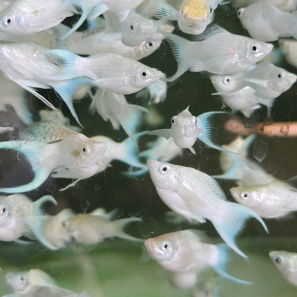 Platinum lyretail balloon molly 3cm