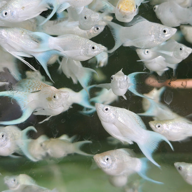 Platinum lyretail balloon molly 3cm
