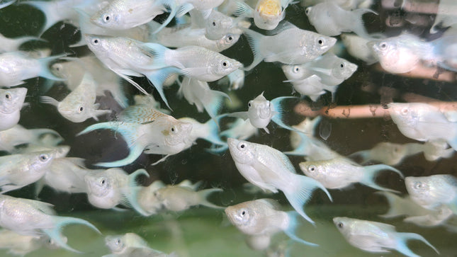 Platinum lyretail balloon molly 3cm