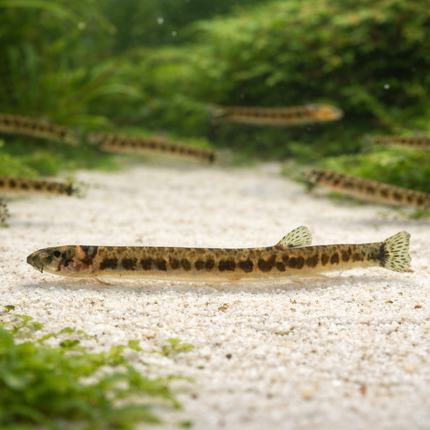 Spotted kuhli loach 4-5cm