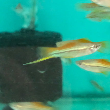 Neon swordtail 3-4cm