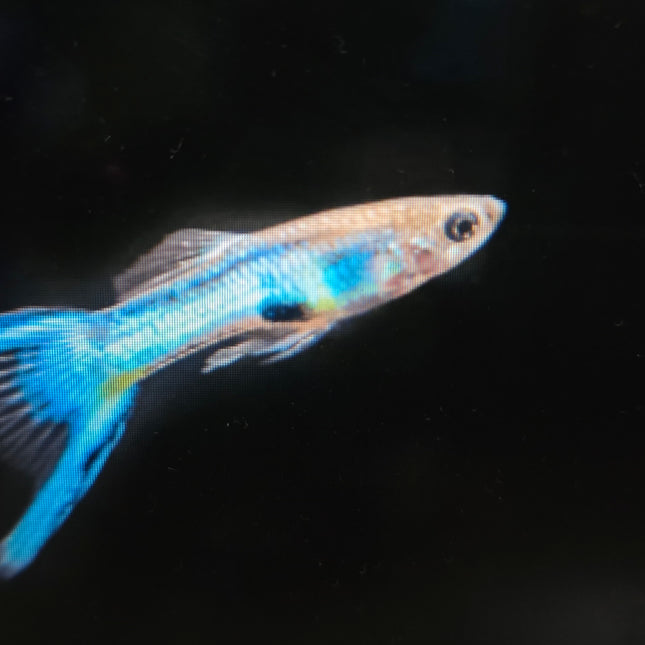 Guppy male endler blue neon 2cm