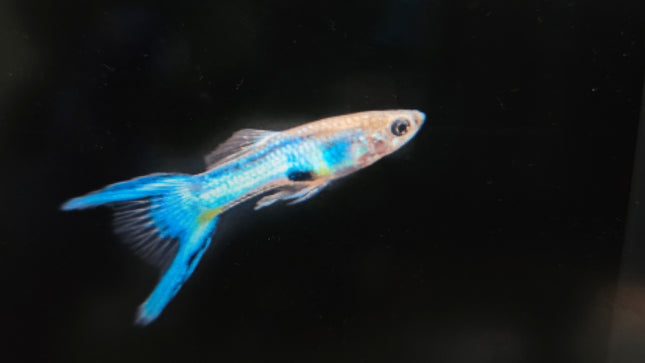 Guppy male endler blue neon 2cm