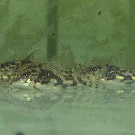 Corydoras barbatus 3cm