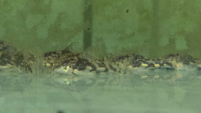 Corydoras barbatus 3cm
