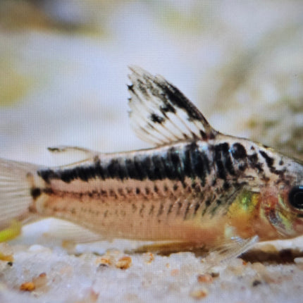 Corydoras elegans 3cm