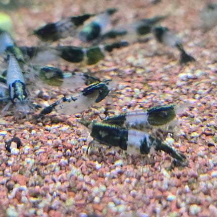 Green rili shrimp 1cm