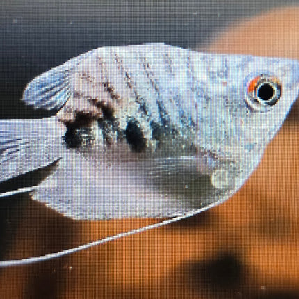 Shortbody opaline gourami 3cm