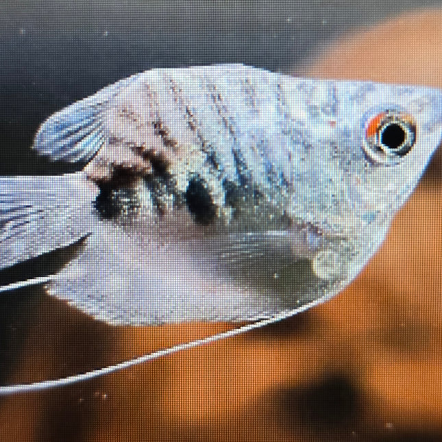Shortbody opaline gourami 3cm
