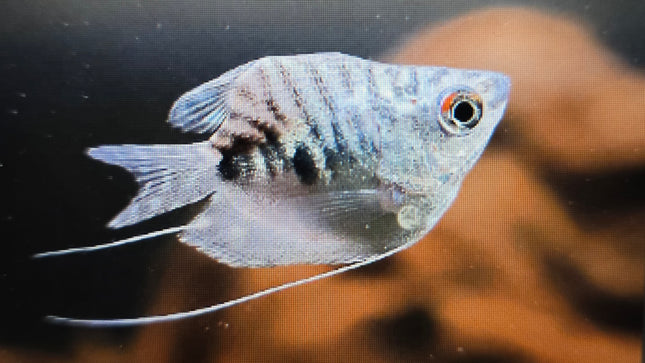 Shortbody opaline gourami 3cm
