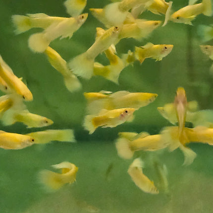 Guppy male 24k golden 2.5cm