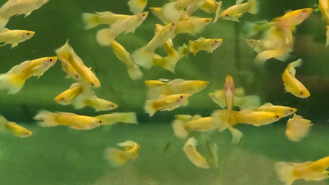 Guppy male 24k golden 2.5cm