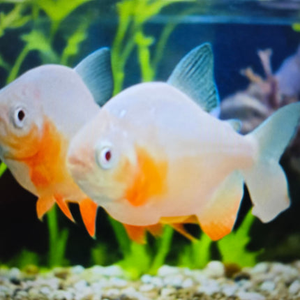 Albino pacu 5-6cm