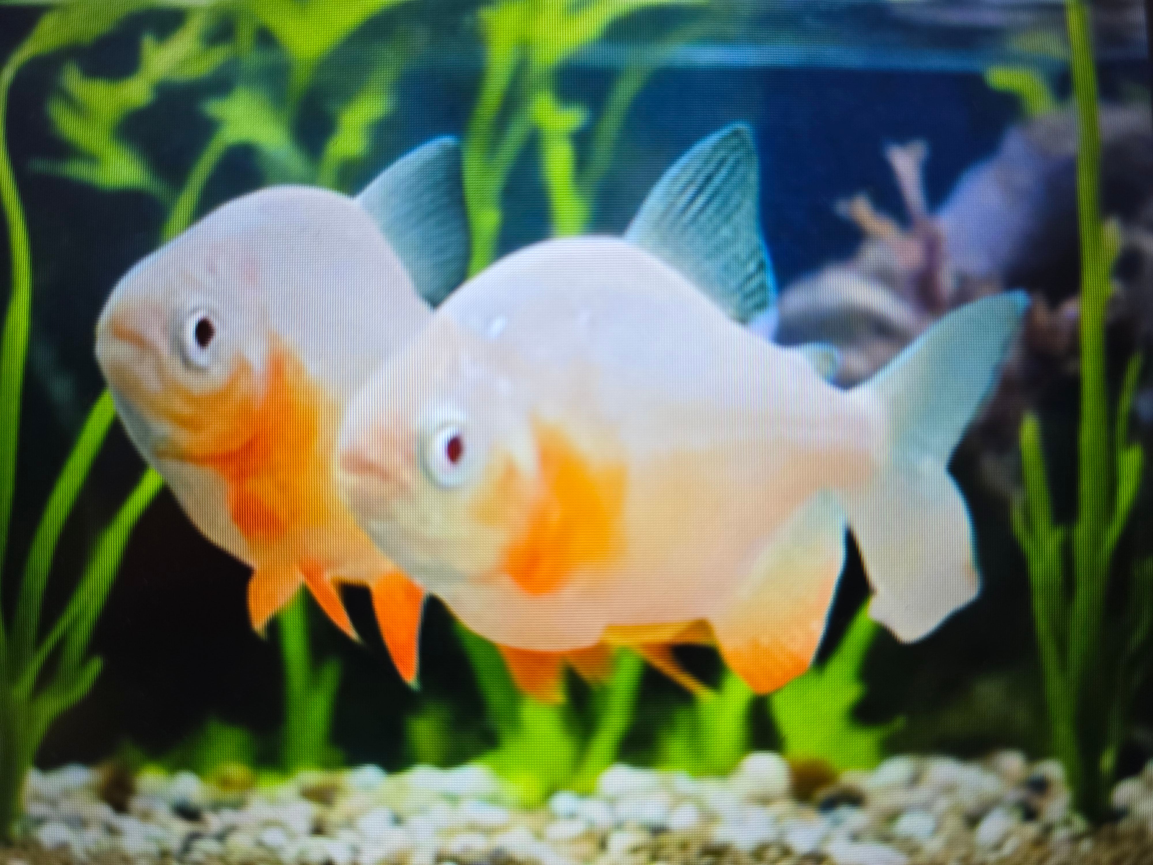 Pocou Fish Albino pacu 5-6cm – Fishlist by Desmond Lim