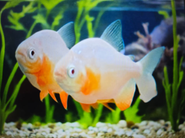 Albino pacu 5-6cm