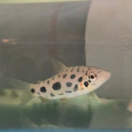 Spotted leporinus 5-6cm