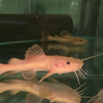 Platinum red tail cat 12-15cm