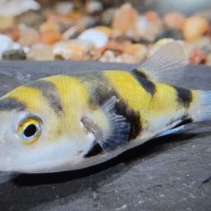 Asell puffer 4-6cm