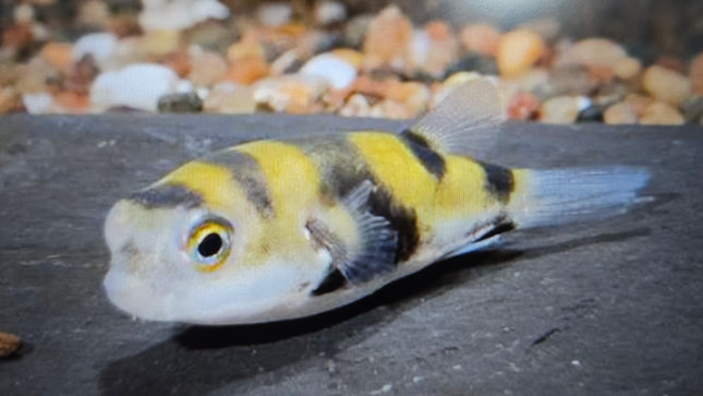 Asell puffer 4-6cm