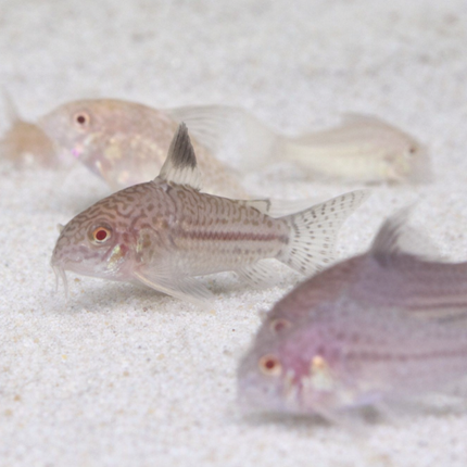 Albino Julii Corydoras (3cm)