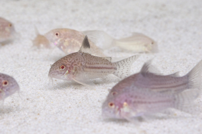 Albino Julii Corydoras (3cm)