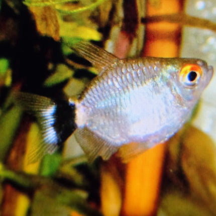 Balloon red eye tetra 2cm