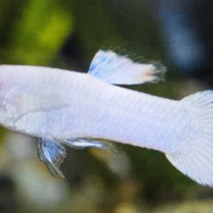 Snow white guppy male 2.5cm