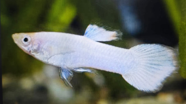 Snow white guppy male 2.5cm