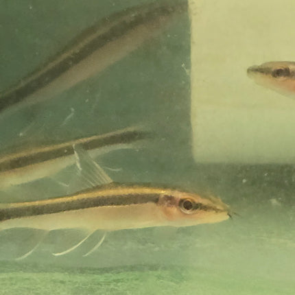 Red flying fox algae eater 4-5cm