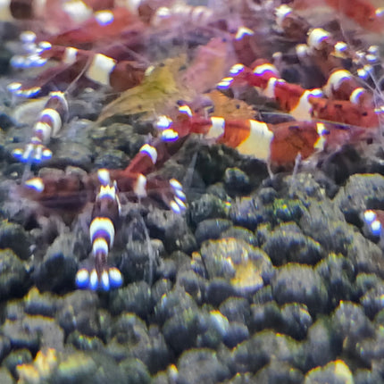 Wine red shrimp 1cm