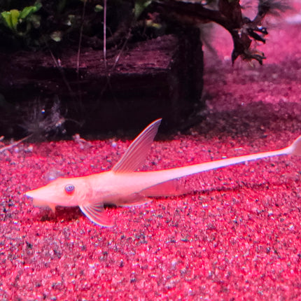 Xanthic royal farlowella 5-6cm