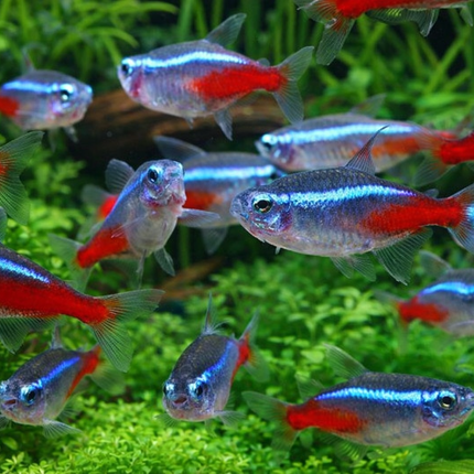 Neon tetra 2.5cm