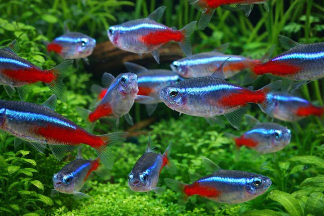 Neon tetra 2.5cm