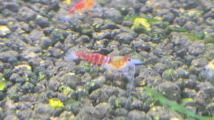 Red dragon shrimp 0.8-1cm