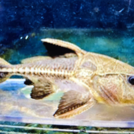 Oxydoras niger 8-10cm