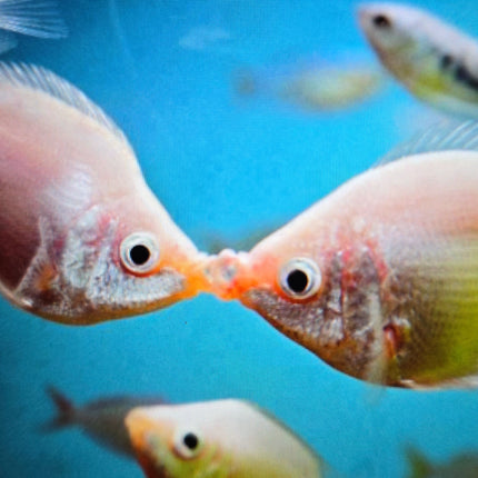 Balloon Kissing gourami 4-5cm