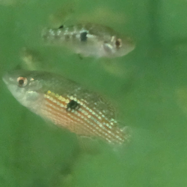 American flagfish 2.5-3cm