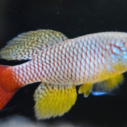 Nothobranchius foerschi 3-4cm