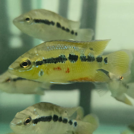 Salvini cichlid 7-9cm