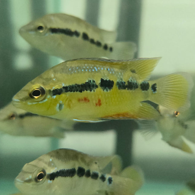 Salvini cichlid 7-9cm