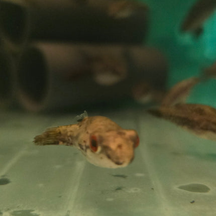 Red eyed puffer 4-6cm