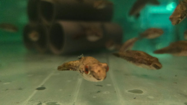 Red eyed puffer 4-6cm