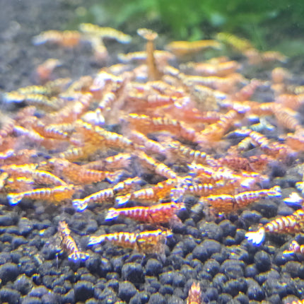 Red galaxy tiger shrimps 1cm