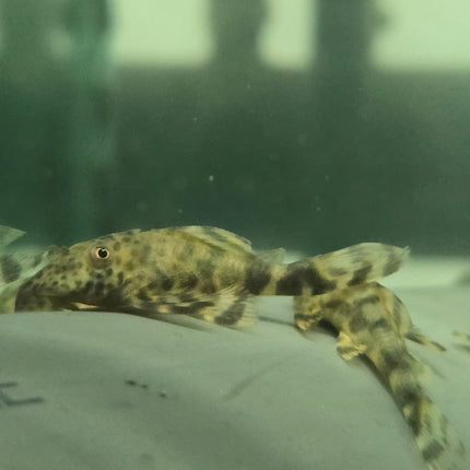 Pleco L205